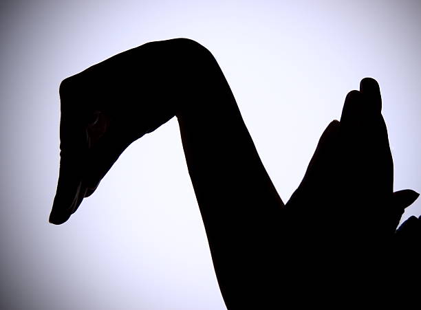 shadow puppet of a swan on a white background - wajang stockfoto's en -beelden