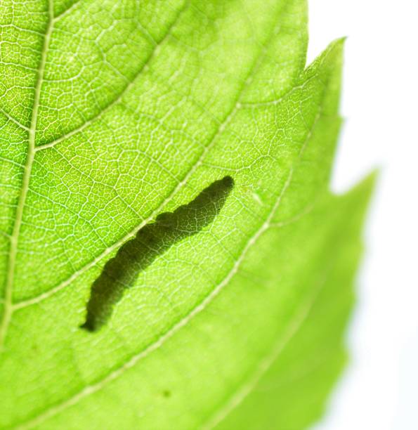 Shadow ,silhouette Of A Caterpillar On A Green Leaf