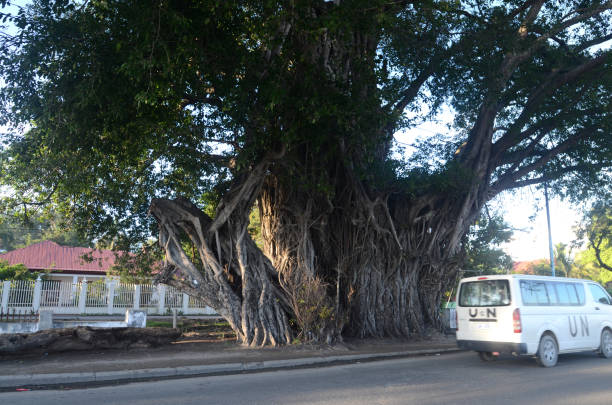 shady trees hundreds of years old in timor leste - timor hot imagens e fotografias de stock
