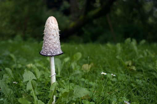Shaggy ink cap (Coprinus comatus), edible fungus growing in the grass of a meadow, copy space, selected focus, narrow depth of field