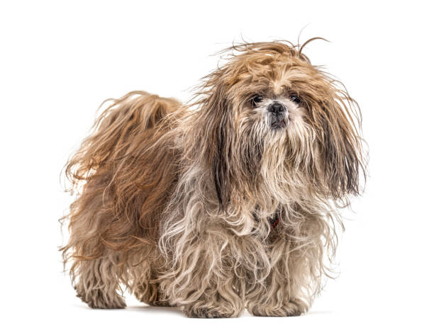 10,999 Shaggy Dog Stock Photos, Pictures & Royalty-Free Images - iStock