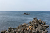 tetrapod Shakotan 半島