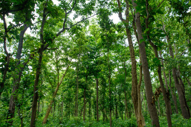 Shal Forest of Nepal Photo of natural Shal Forest of Nepal, Photo taken at the  Chitwan terai stock pictures, royalty-free photos & images