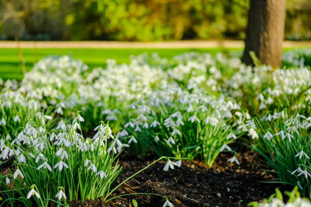 Shallow focus of some freshly growing snowdrop flowers seen by a lake in late winter Part of a very large display in a public botanical gardens, the image taken during late winter. snowdrop stock pictures, royalty-free photos & images