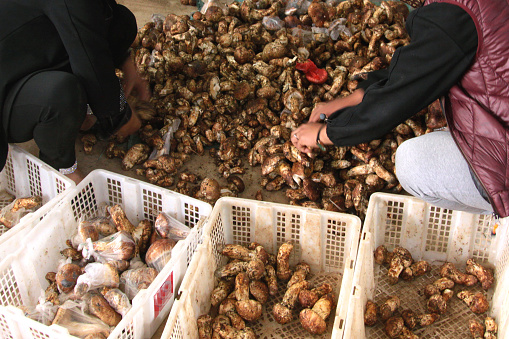 Yunnan is famous for its variety and abundance of wild mushrooms in China. At Shangri-la mountains in Summer,edible and delicious variety of wild mushrooms.The most famous and expensive is matsutake.Photo in Aug 2021,Shangri-la,Yunnan