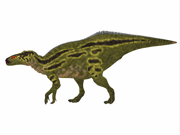 Duckbill Dinosaur Stock Photos, Pictures & Royalty-Free Images - iStock