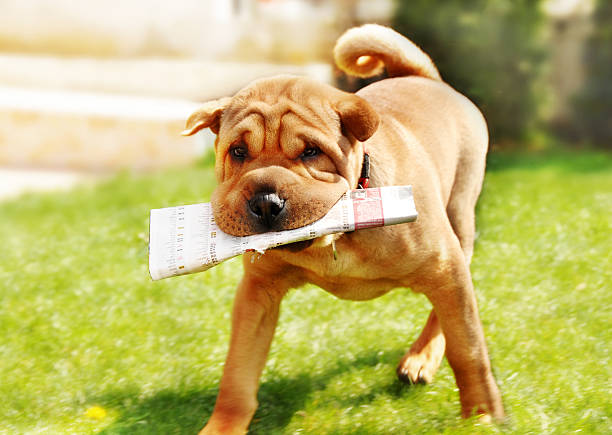 Shar Pei dog with newspapers stock photo