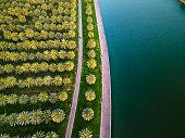 istock Sharjah oasis with large area with palm trees and grass field by the Al Noor island aerial in the UAE top view 1327678674