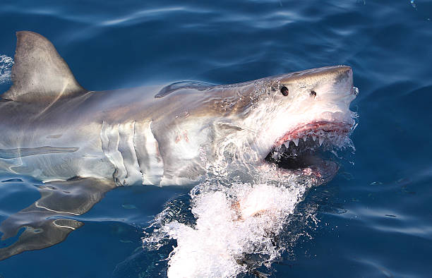 Shark Attack stock photo