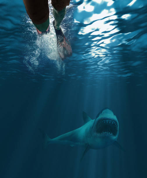 Shark attack Underwater shot of a swimmer and a great white shark approaching with his mouth open animals attacking stock pictures, royalty-free photos & images