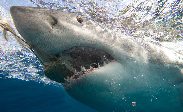 Shark Eating stock photo