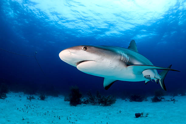 Shark on a dark afternoon Reef shark swimming near the sea bed in a tropical ocean shark stock pictures, royalty-free photos & images