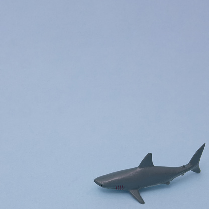 Free Images - SnappyGoat.com- bestof:shark ocean sea water animal 