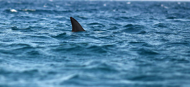 shark dorsal fin of shark in sea aquatic mammal photos stock pictures, royalty-free photos & images