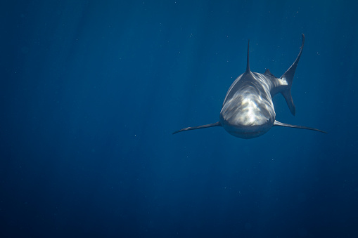 Shark swimming through clear blue ocean