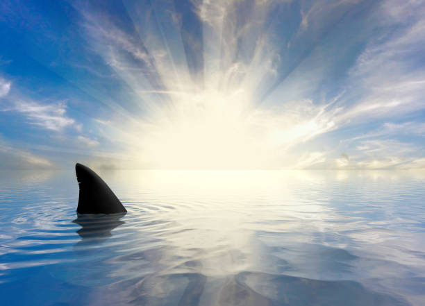Sharks Swimming in the Ocean Shark Fins in the Ocean at Sunset animal fin stock pictures, royalty-free photos & images