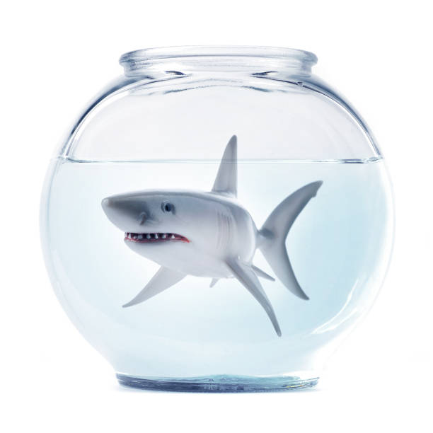 135 Shark In Fish Bowl Stock Photos, Pictures & Royalty-Free Images - iStock