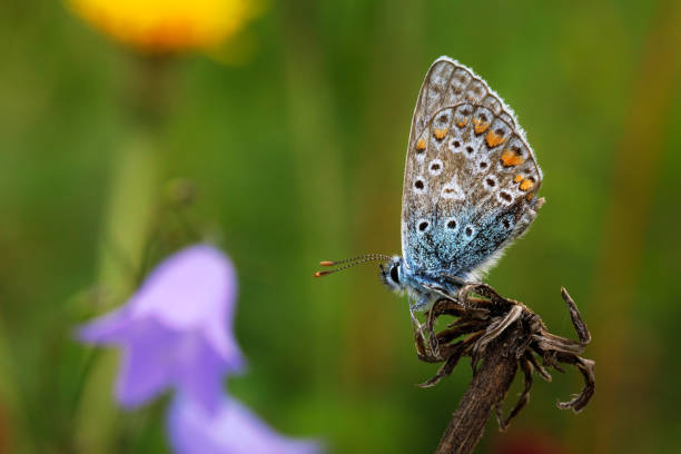 sharp macro of common blue butterfly Polyommatus Icarus on a dry twig with bluebell flower in background stock photo