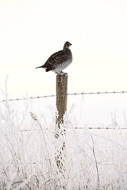 Sharp tailed Grouse on fence post in winter stock photo
