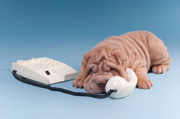 Sharpei puppy sleeping while speaking telephone stock photo