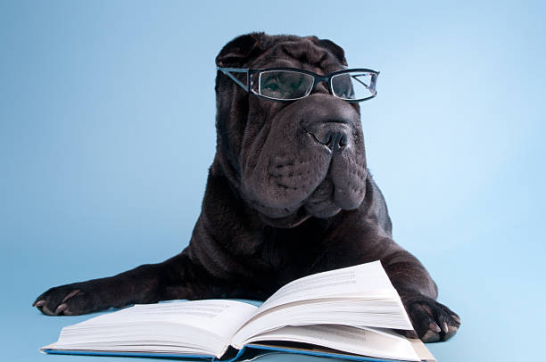 Sharpei with glasses reading a book stock photo
