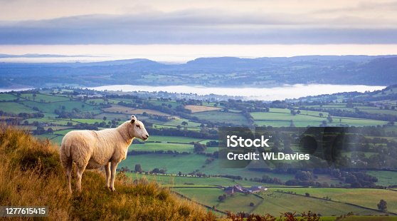 istock Sheep above misty countryside 1277615415