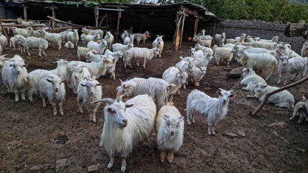 Sheep are raised in small farm in countryside, Beijing, China stock photo