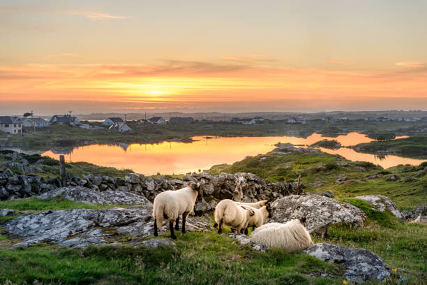Sheep at sunset in Ireland Ireland Sunset at a lake with sheep near Clifden, Roundstone and Connemara in Ireland connemara stock pictures, royalty-free photos & images