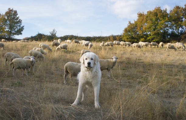 Sheep dog on duty stock photo