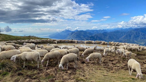 Sheep drink in the pasture of Mount Baldo. Italian Alps. Europe. stock photo