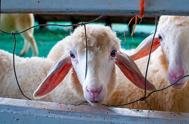 Sheep farm , Thailand stock photo