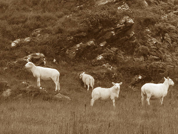 Sheep garzing in meadow fields near Loch Morar @ XpX stock photo
