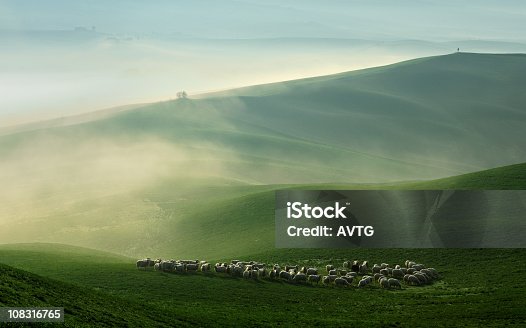istock Sheep Grazing in Foggy Rolling Tuscany Landscape at Dawn 108316765