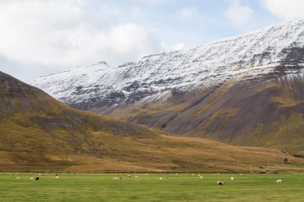 Sheep grazing on a green pasture in autumn near Onundarfjordur in the Icelandic westfjords. stock photo