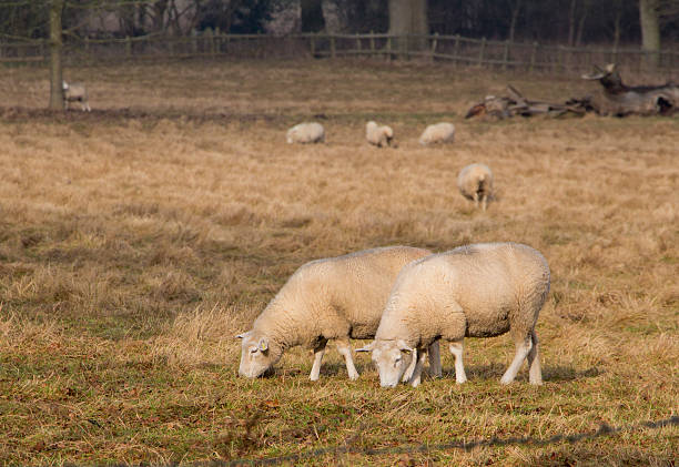 Sheep Grazing stock photo