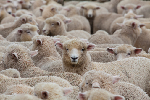 A huge heard of sheep in New Zealand about to go into the shearing shed. There are 40 million sheep in New Zealand and 4 million people! sheep out number people 10 to 1.