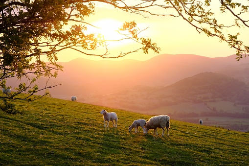 Welsh mountain sheep standing on the hills above Llangollen, North Wales, late on a warm spring evening.