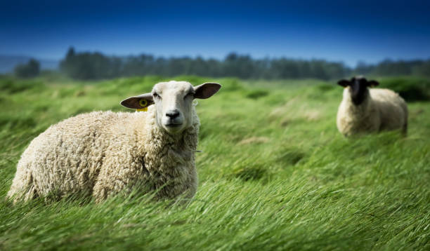 Sheep in a meadow stock photo