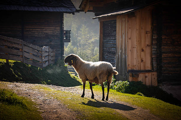 Sheep in Almdorf On the Oberstalleralm in Innervilgraten osttirol stock pictures, royalty-free photos & images