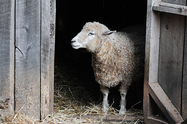 Sheep in Barn stock photo