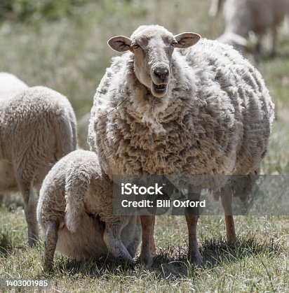 istock Sheep in field on sunny day with ewe and lambs 1403001985
