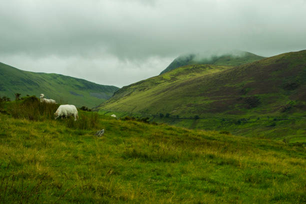 Sheep in mountains stock photo