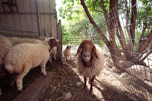 Sheep in a paddock on the farm. Breeding sheep on the farm and feeding hay.