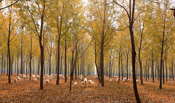 Sheep in the forest stock photo