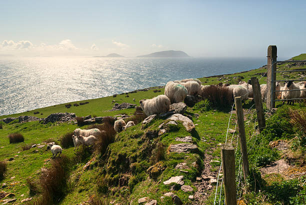 Sheep on grassy fields stock photo