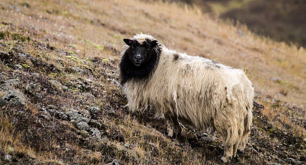 Sheep on pasture stock photo