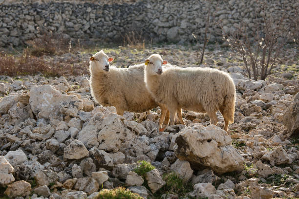 Sheep on pasture - two female long-tailed sheep, island Pag, Croatia stock photo