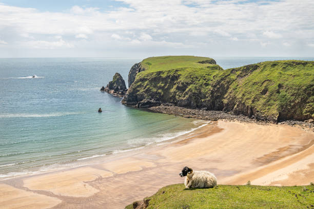A Sheep on the cliffs at Malin Beg Beach A Sheep on the cliffs at Malin Beg Beach county donegal stock pictures, royalty-free photos & images