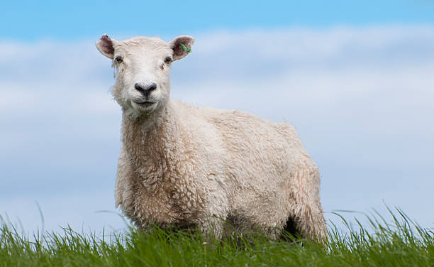 Sheep stock photo