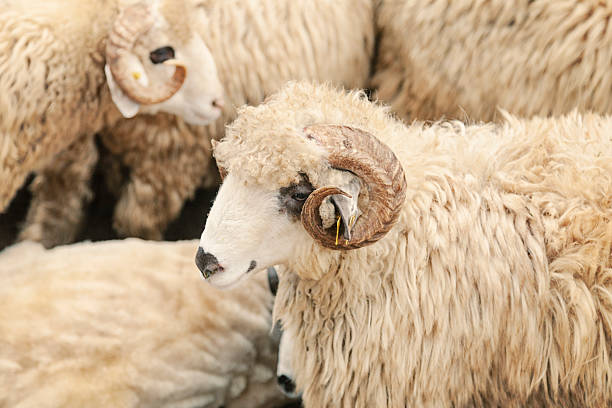 Sheep Sheep head close up and standing out in sheepfarm eid al adha stock pictures, royalty-free photos & images